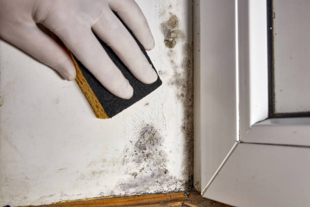 Best Comprehensive Air Testing for Mold Contaminants  in Ttapoisett Center, MA